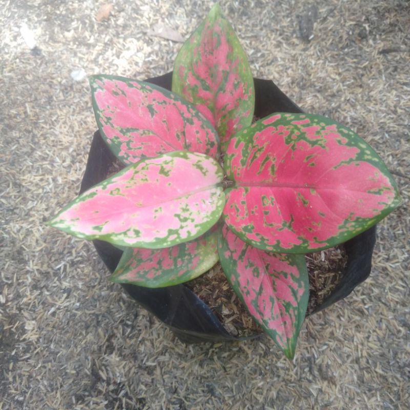 aglaonema dud anjamani