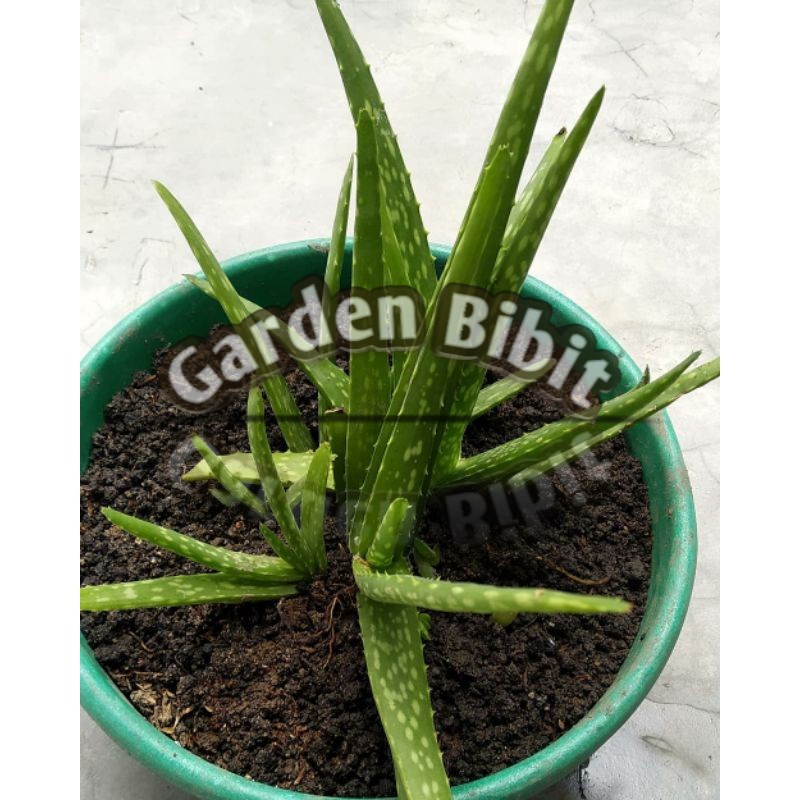 bunga lidah buaya mini
