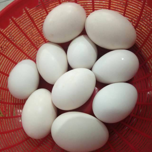 

TELUR SOANG UNTUK KONSUMSI