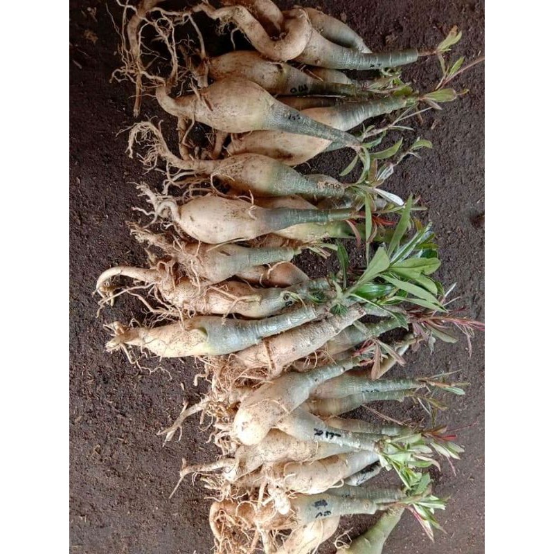 

Kamboja