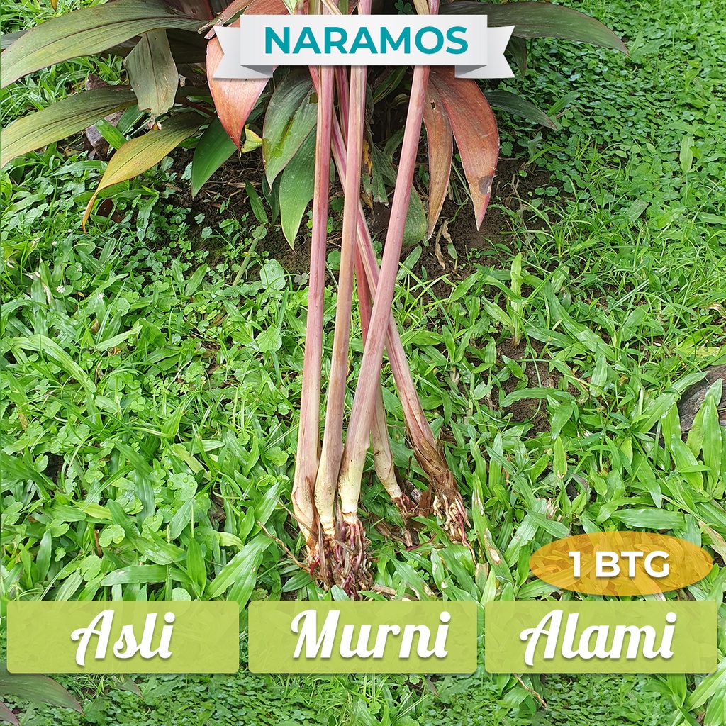 

Serai MERAH - Sereh MERAH Organik