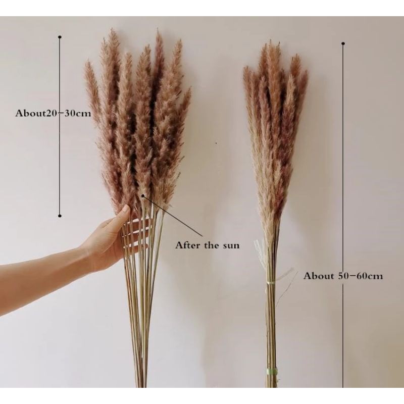 [ GROSIR ] 30 tangkai pampas grass mini / dried flower / bunga kering