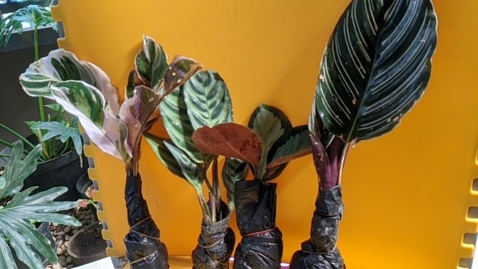 Tanaman Hias Calathea Sepat