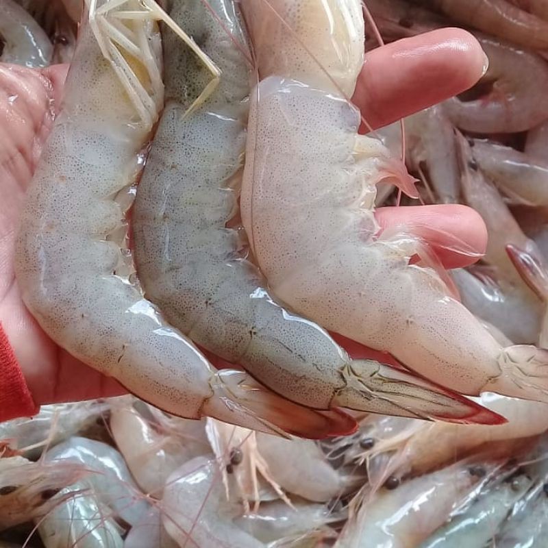 

Udang vanamei all varian 500 gr