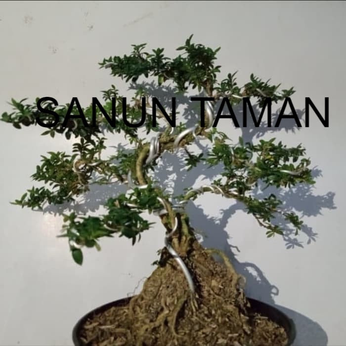 Bonsai Tanaman Seribu Bintang/Tanaman Hias Pohon Bonsai Seribu Bintang