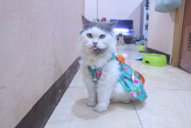 Dress ala korea lucu untuk kucing dan anjing / baju kucing murah size S-XL