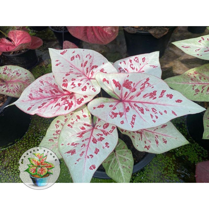 Seedling/Umbi Caladium White Bicolour - Caladium Thailand