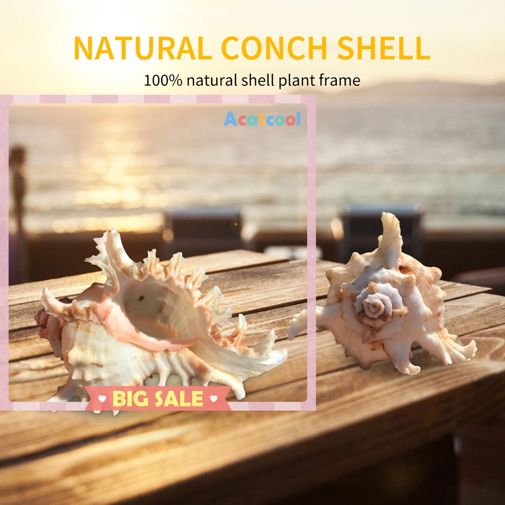 Sea Shell Plant Pots Natural Conch Air Plant Holder Seashell for Display