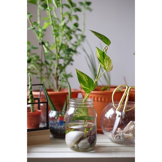 VAS BUNGA / VAS TANAMAN HIAS AIR / POT TANAMAN HIAS / HIASAN