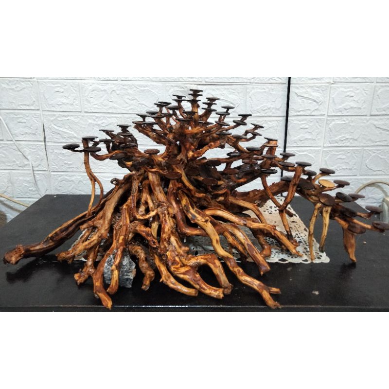 BONSAI AQUASCAPE // HARDSCAPE AQUASCAPE