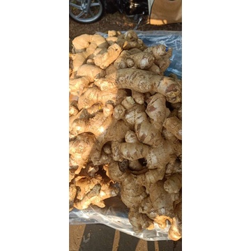 

jahe merah sumatera utara asli