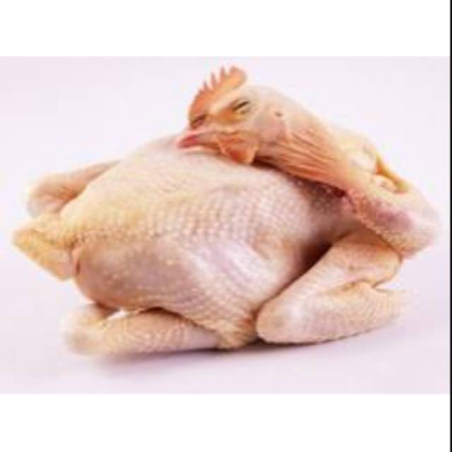 

Daging ayam kampung utuh