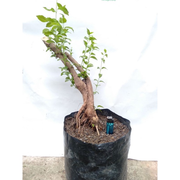 BAHAN BONSAI SANCANG DONGKELAN