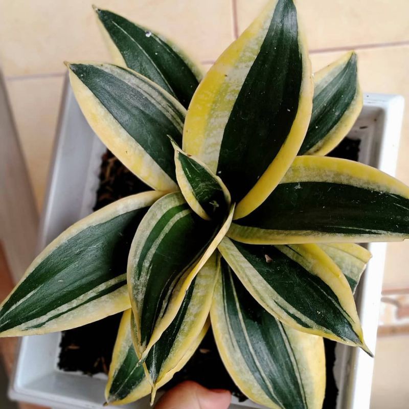 Sansivera Mini  3 Jenis Sansivera mini - Pagoda - Gold - Green