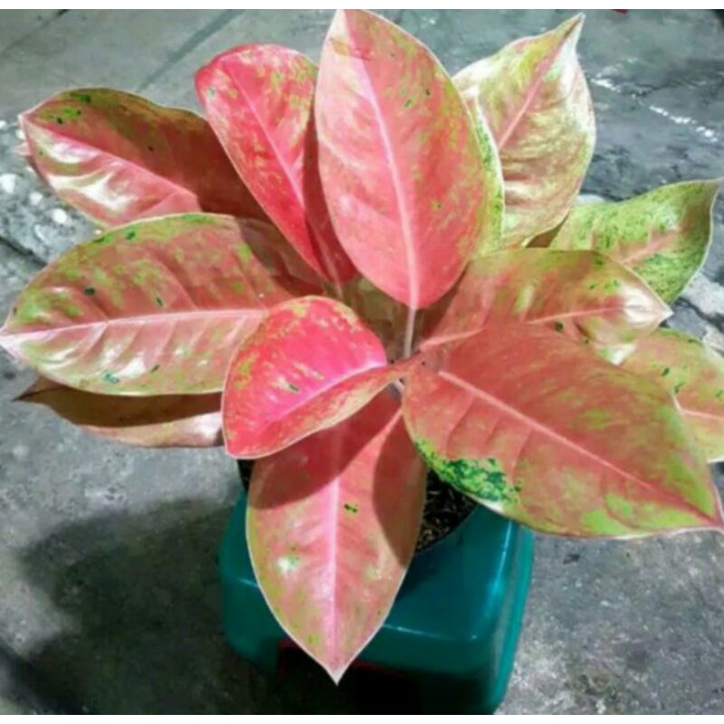 bigroy aglonema rumpun 4