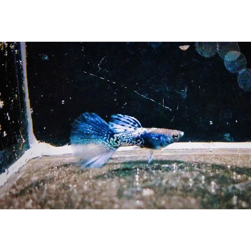 tisu murah gupy metal Snack skin blue gras