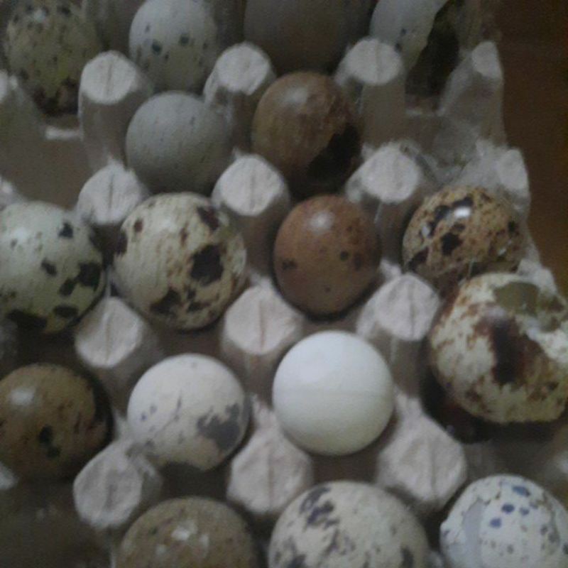 

paket tapuy umpan galatama