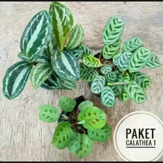 paket 3 tanaman hias chlathea silverblack-sepat-lavenero