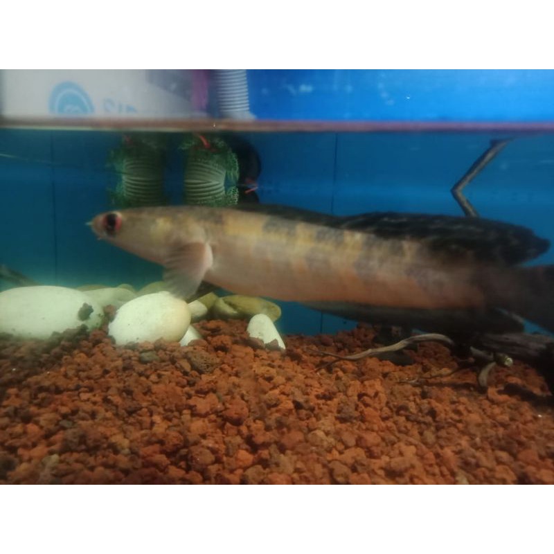 ikan channa red barito