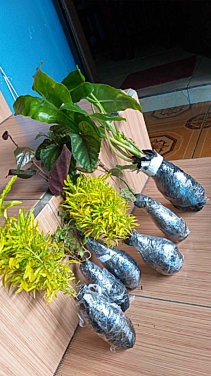 Tanaman Sirih Keraton Tanaman Rambat