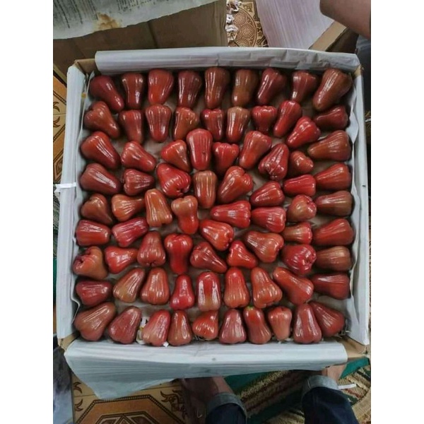 

Buah jambu cingcalo segar dan fresh