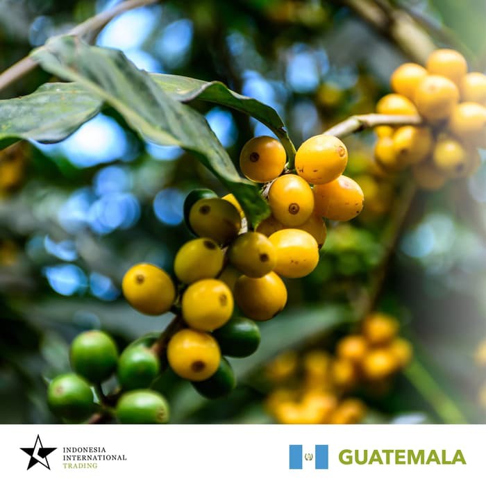 

Arabica Green Beans - Guatemala Huehuetenango Washed 1Kg - kkp2297