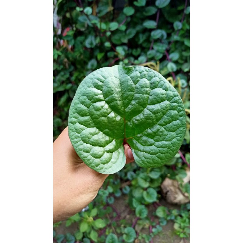 

Obat Herbal daun binahong Gendola obat segala penyakit untuk menambah kekebalan tubuh