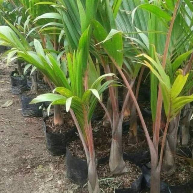 Pohon palem botol bibit tanaman hias pohon palem botol