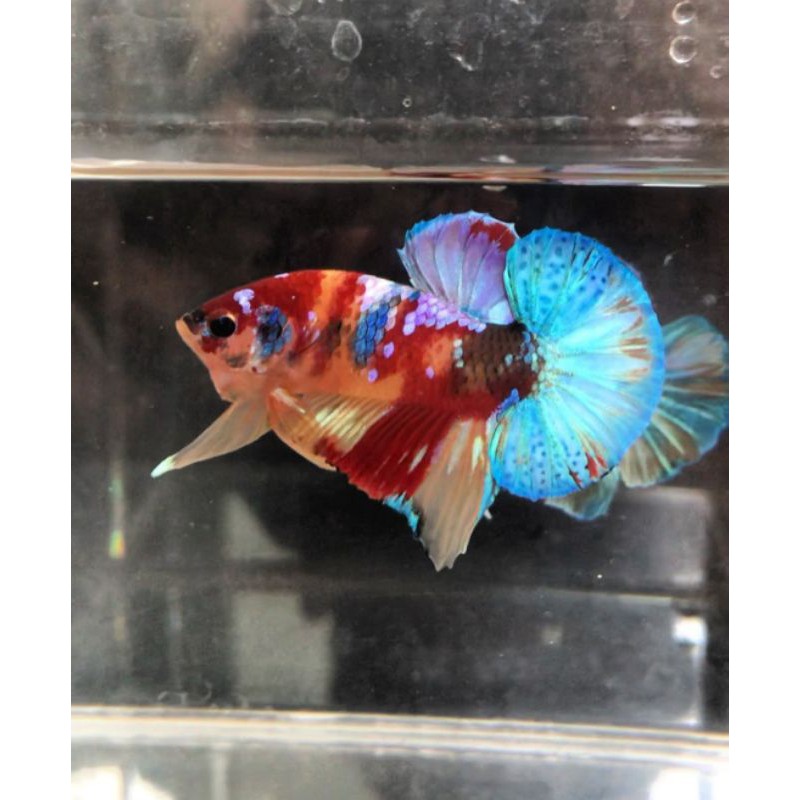 Anakan / Bahanan Ikan cupang hias Koi / Nemo galaxy multi colour #009