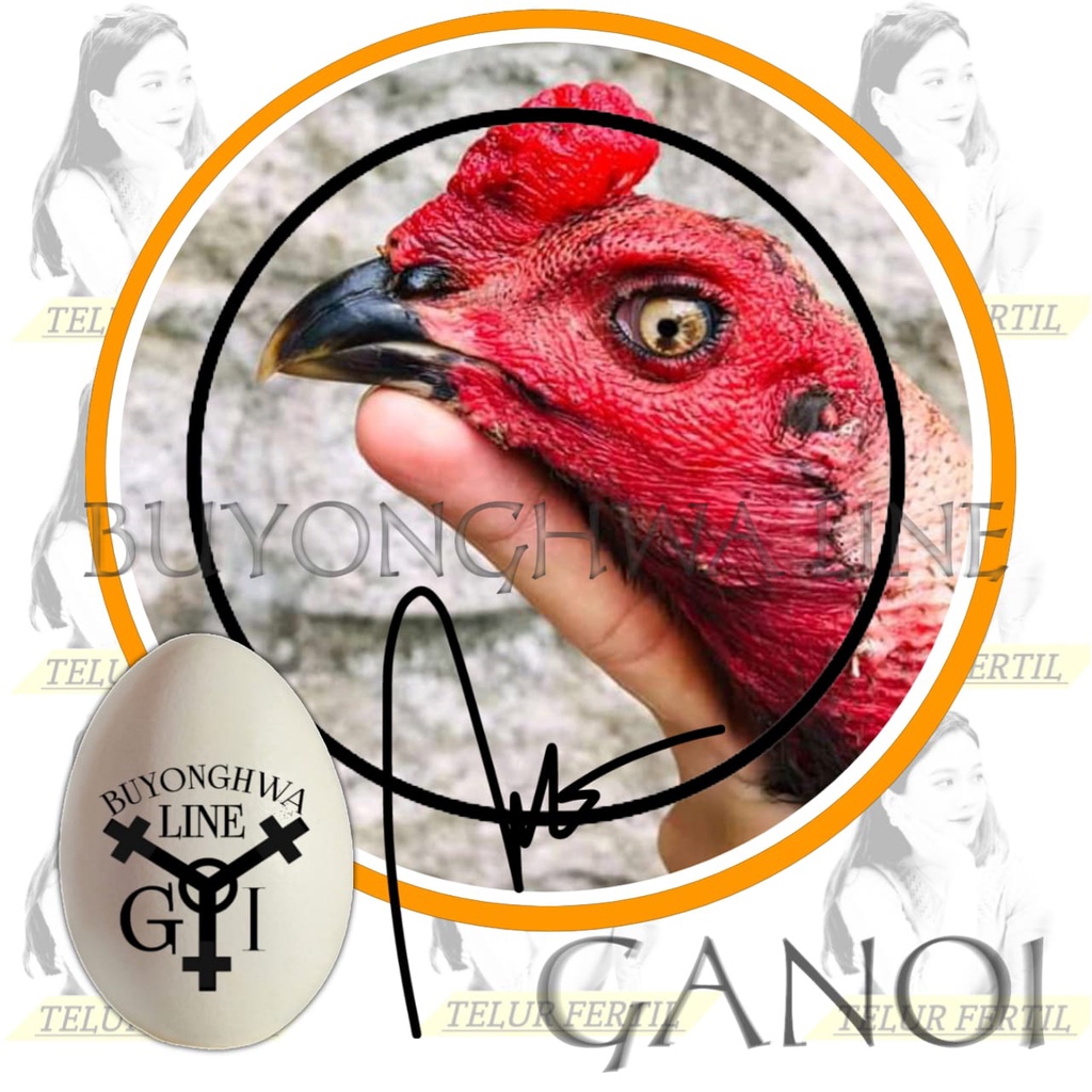 Ayam BANGKOK GANOI mix pakhoy super brutal telur fertil perbutir