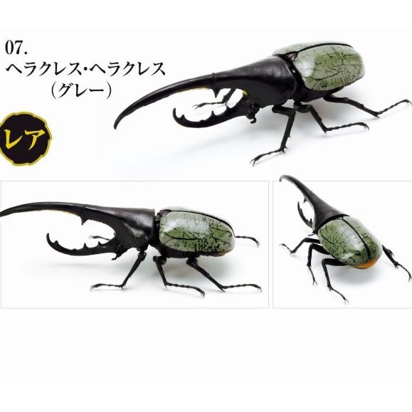 Gashapon kabutomushi 07 hercules grey beetle RARE - dangomushi gacha barang ready