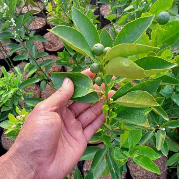 TERLARIS bibit buah jeruk Santang madu berbunga/berbuah