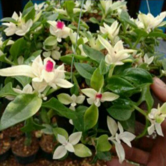Tanaman hias Hebras Gerbera