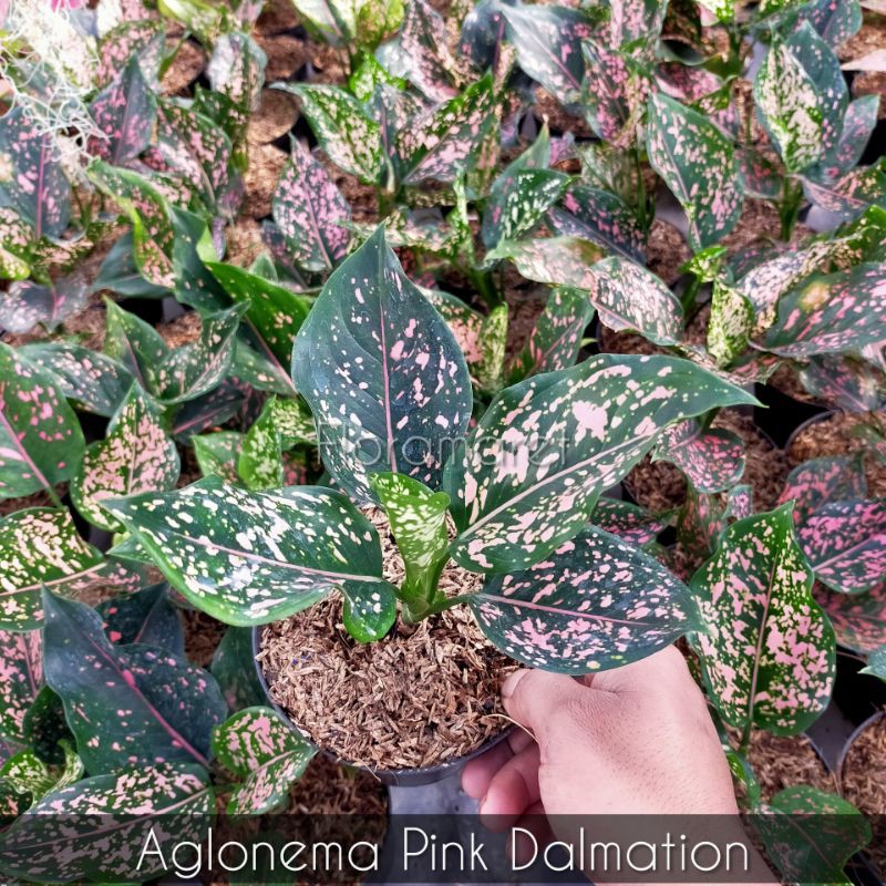 Aglonema Pink Dalmation