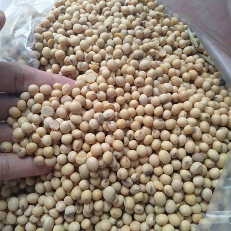 

kacang kedelai import amerika super buat tahu,tempe susu kedelai