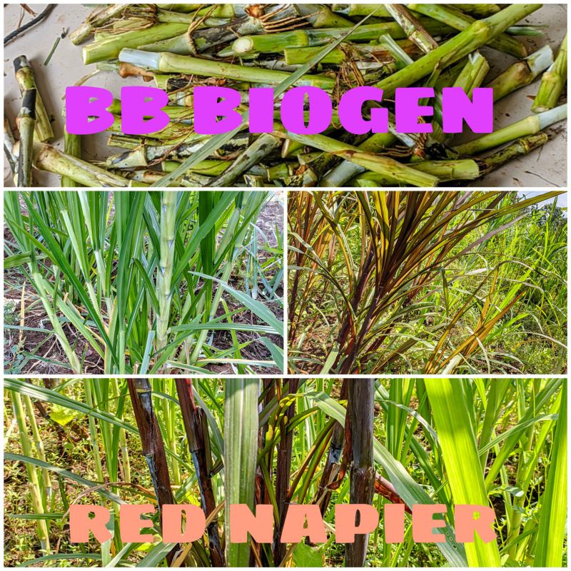 stek rumput BB biogen & red napier