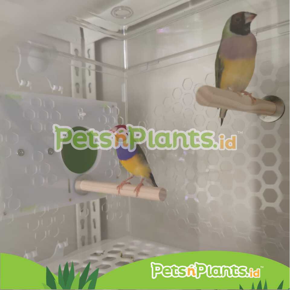 Kandang Burung Akrilik Acrylic Bird Cage Kenari Love Bird Parkit Crystal Clear Import 47x31x44 CM