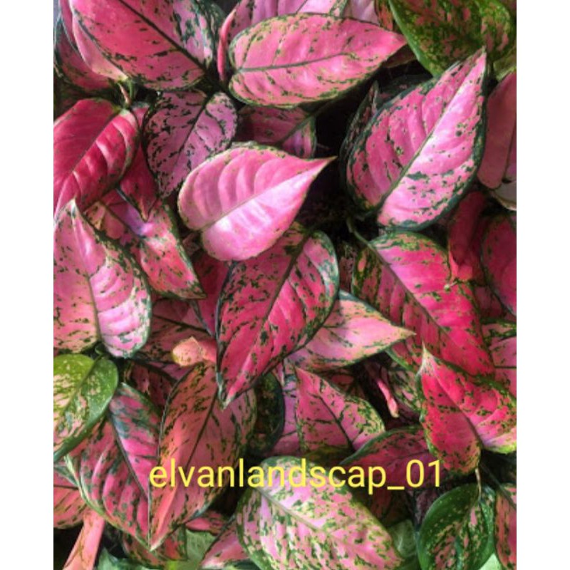 tanaman hias Aglonema lady Valentin pink