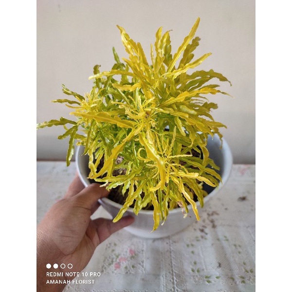 Tanaman Hias Euodia Ridleyi Premium Bunga Murah Bunga Brokoli Kuning Motif Cantik Tanaman Hias Brokoli Murah
