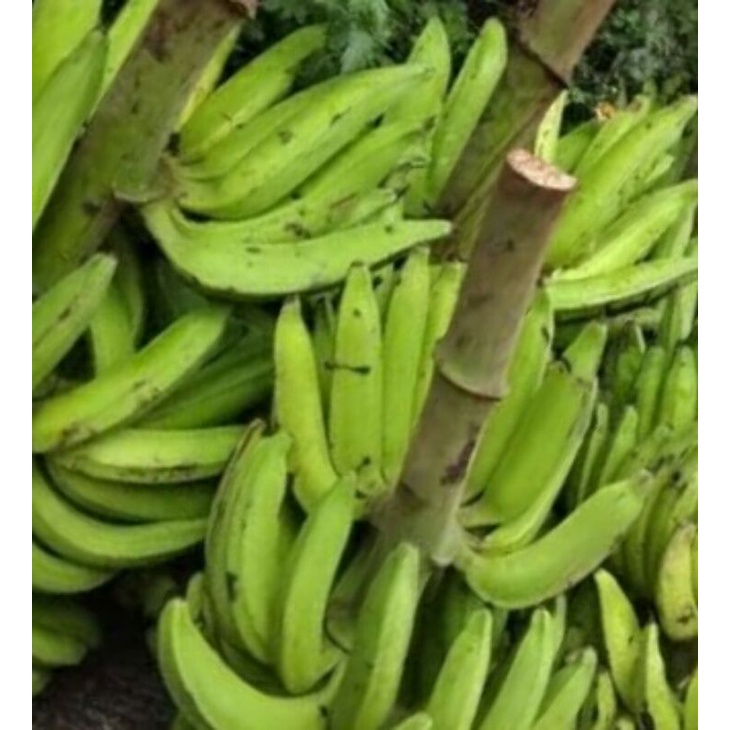 

pisang raja nangka