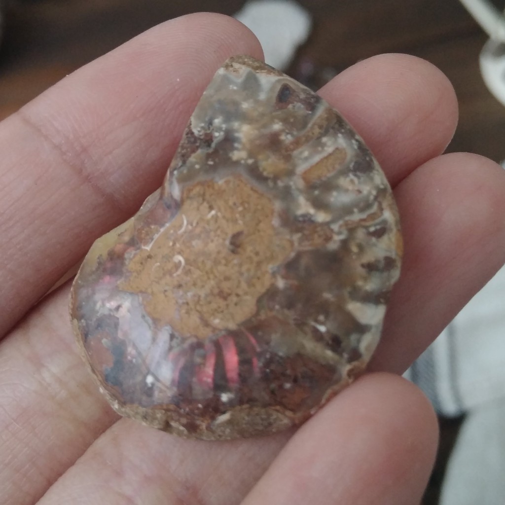 Fossil Ammonite A - fosil