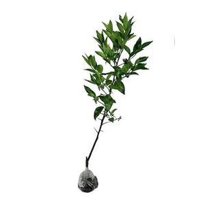 bibit jeruk santang madu makassar