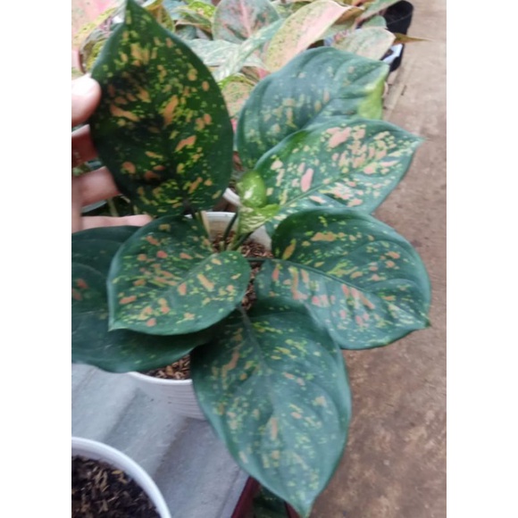 AGLONEMA RUBY RUMPUN, INDUKAN BAWA ANAK 2, SINGLE