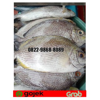 Jual Ikan Baronang Kg Isi Ekor Ikan Baronang Segar Ikan