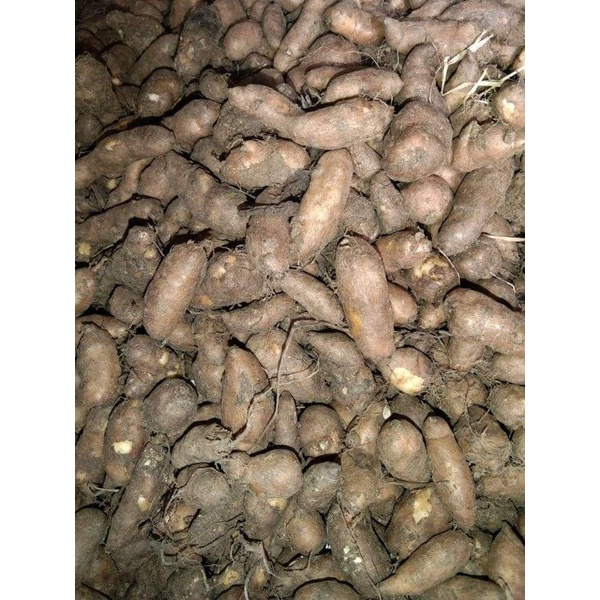 

ubi kentang hitam fresh kentang bulu 1.kilo gram