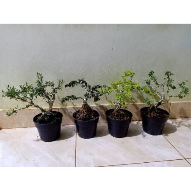 Promo paket 4 bonsai mame - bonsai boxus