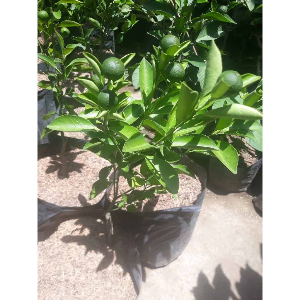 BIBIT JERUK LEMON CUI