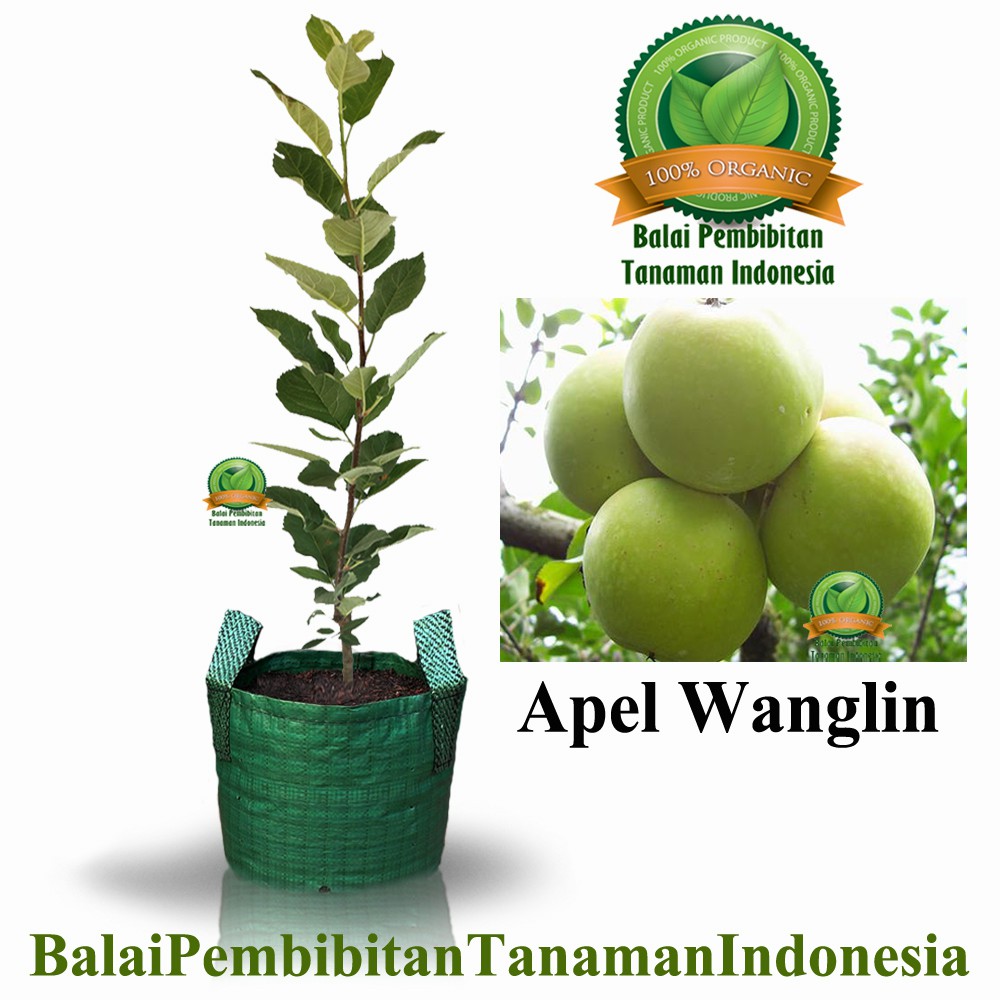 bibit apel wanglin / bibit buah / tanaman
