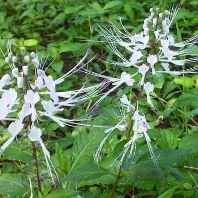 

Daun kumis kucing segar pengobatan herbal organik