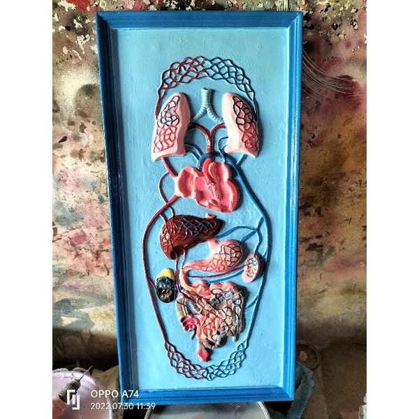 

Model penampang peredaran darah manusia